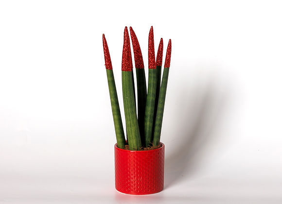 Christmas Sansevieria in box