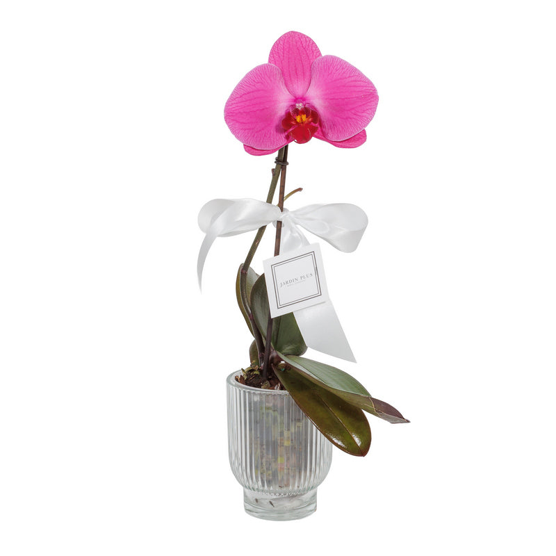 Singolo pink orchid in a ceramic pot