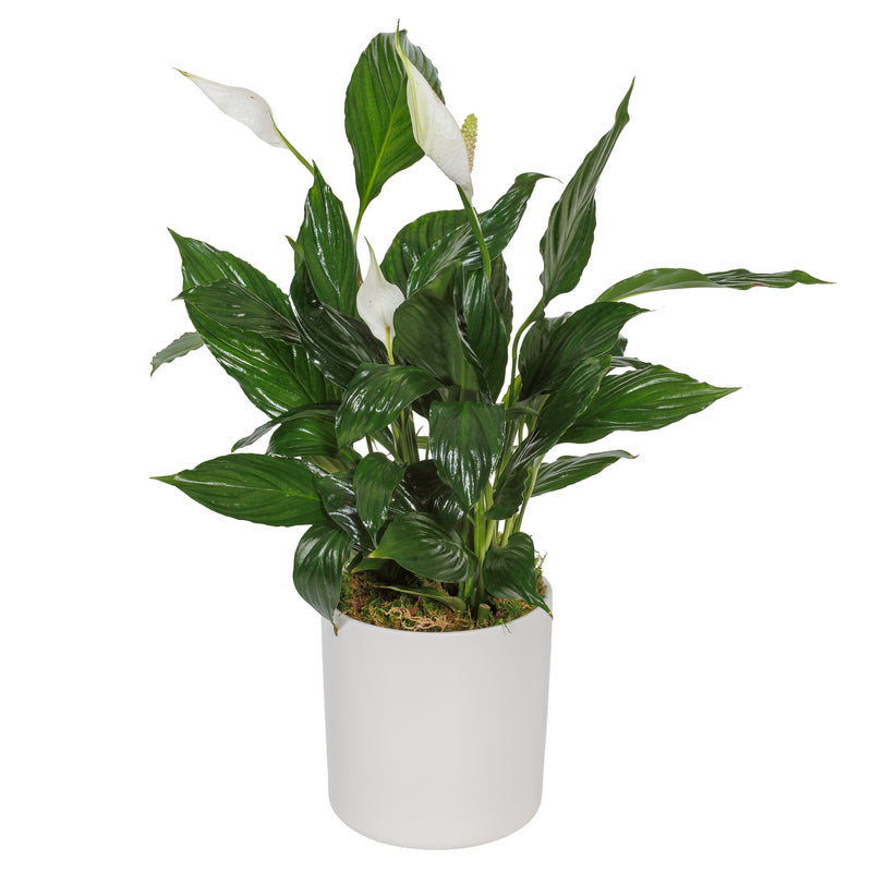 Σπαθίφυλλο σε κεραμικό κασπό