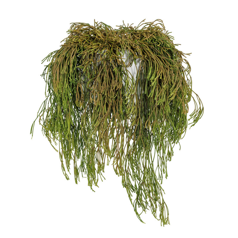 Succulent Rhipsalis in a ceramic pot