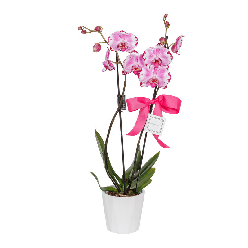 Pink orchid in a ceramic pot