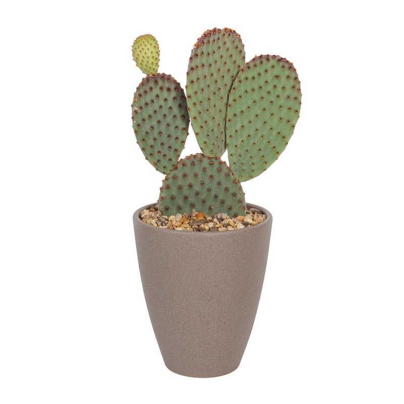 Κάκτος σε κεραμικό κασπό