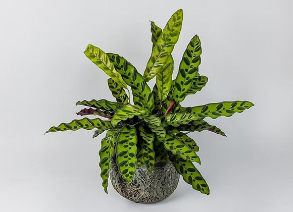 Exotic Leaves