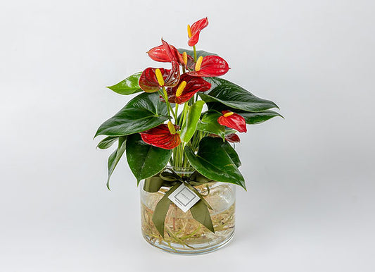 Aqua Roots Red