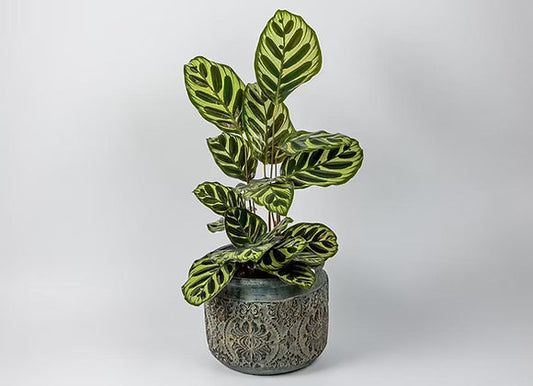 Rocks & Leaves