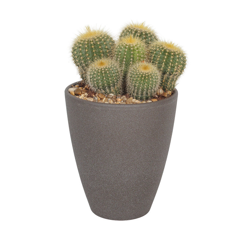 Κάκτος σε κεραμικό κασπό