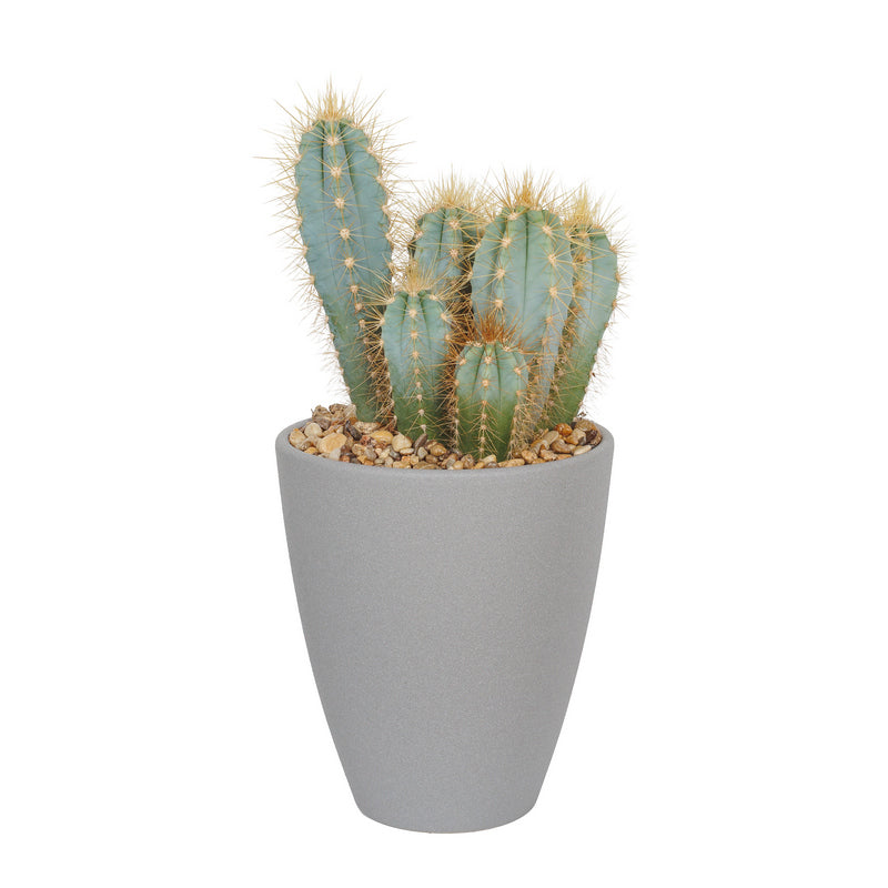 Κάκτος σε κεραμικό κασπό